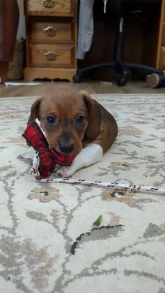 Dachshund dogs for sale: Holly - Video 1