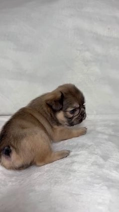 French Bulldog dogs for sale: Adira - Video 1