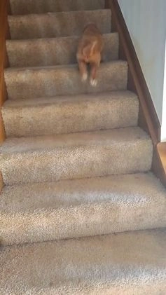 Goldendoodle dogs for sale: Goldendoodle Puppy Collar Pink - Video 5