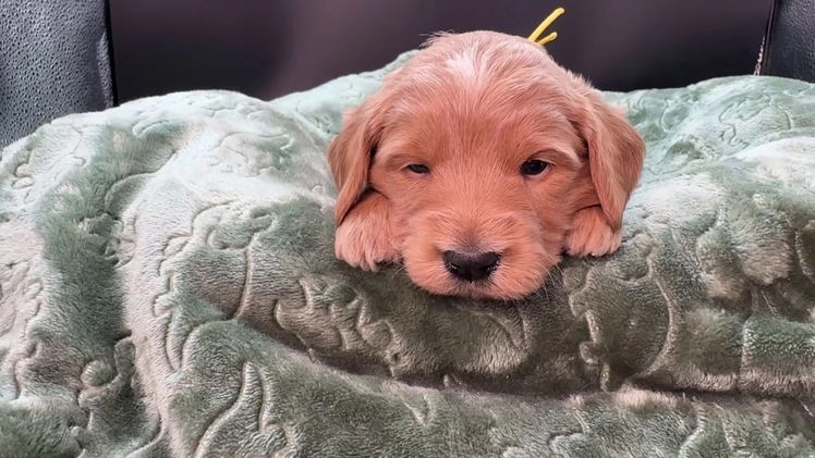 Mini Goldendoodle dogs for sale: Zero Mini Goldendoodle - Video 2