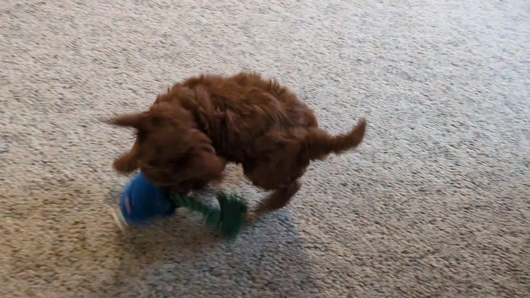 Jackapoo dogs for sale: Jasper - Video 1