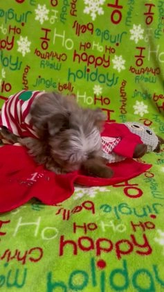 Yorkshire Terrier dogs for sale: Choc Merle Tommy  - Video 1