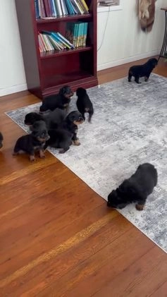 Rottweiler dogs for sale: Candy - Video 1