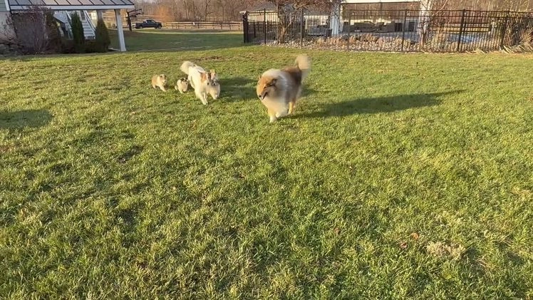 Collie dogs for sale: Collie Puppy 7 - Video 2