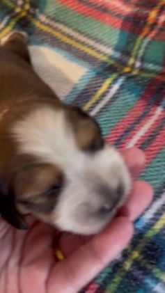 Dachshund dogs for sale: Dachshund Puppy 1 - Video 1