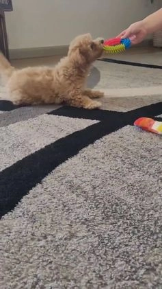 Bichpoo dogs for sale: Honey - Video 2