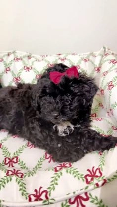 Maltipoo dogs for sale: Sage  - Video 1
