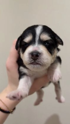 Mixed Breed dogs for sale: Amour - Video 1