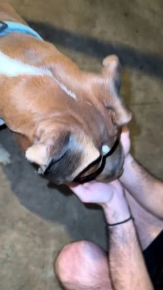 Boxer dogs for sale: Loki - Video 1