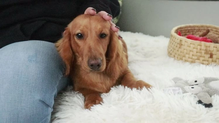 Miniature Dachshund dogs for sale: Mars - Video 1