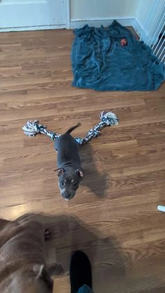 American Bully dogs for sale: American Bully Puppy 1 - Video 1