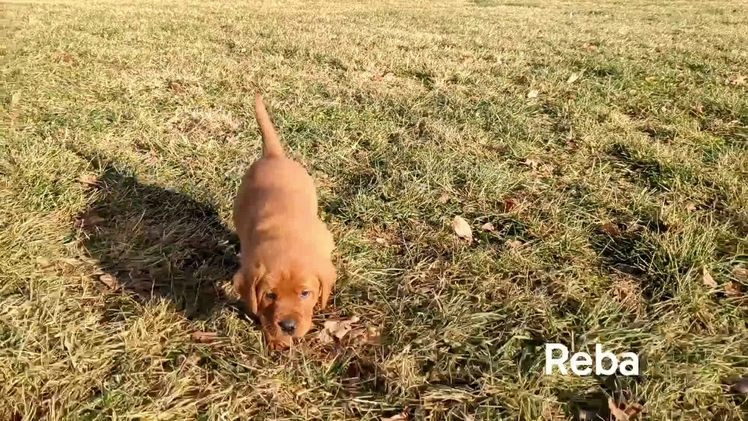 Labrador Retriever dogs for sale: Reba - Video 2