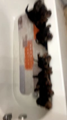 Yorkshire Terrier dogs for sale: Yorkshire Terrier Puppy 1 - Video 2