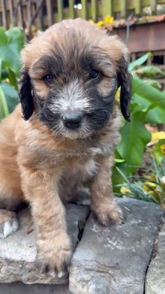 Mixed Breed dogs for sale: Opal - Video 1