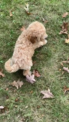 Bichpoo dogs for sale: Theo - Video 4