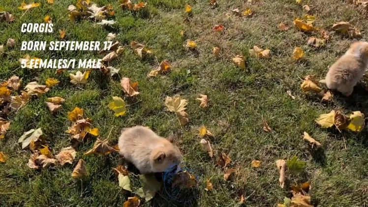 Welsh Corgi Pembroke dogs for sale: Sky - Video 5