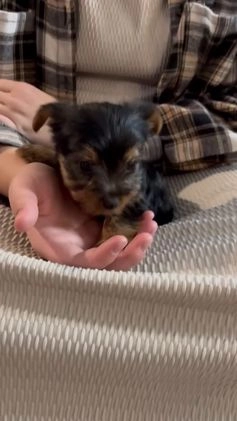 Yorkshire Terrier dogs for sale: Cole - Video 1