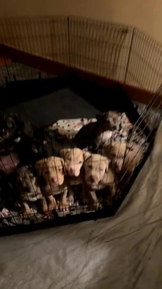 American Bully dogs for sale: King - Video 1