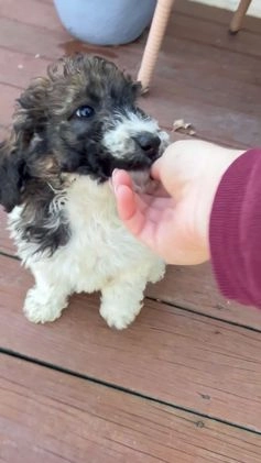 Saint Berdoodles dogs for sale: Rowan - Video 2