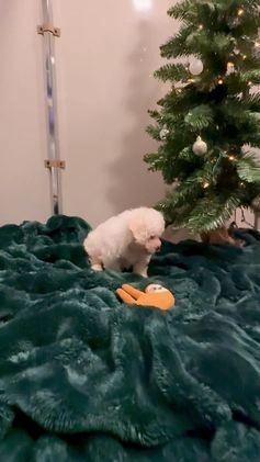 Bichon Frise dogs for sale: Cody ACA - Video 1