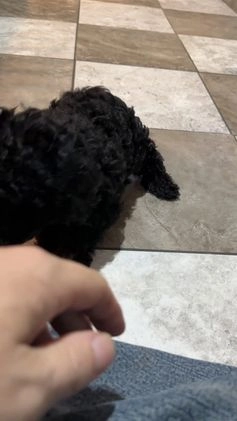 Miniature Poodle dogs for sale: Kevin - Video 1