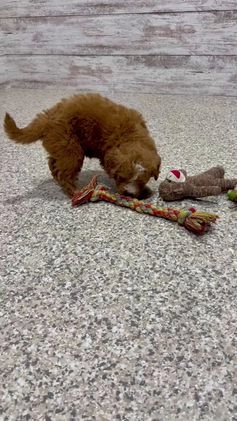 Mini Goldendoodle dogs for sale: Cole - Video 1