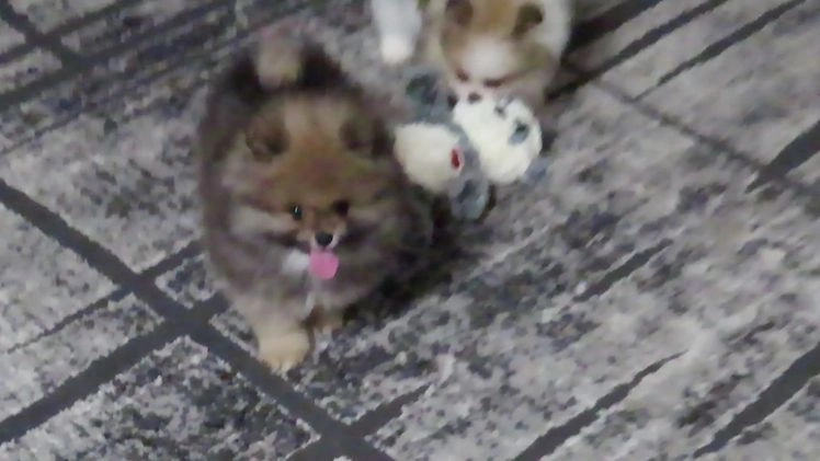 Pomeranian dogs for sale: DONALD - Video 2