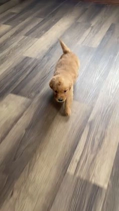 Golden Retriever dogs for sale: Julie - Video 1