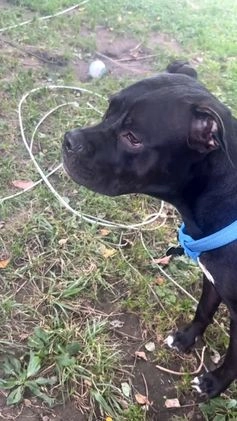 Mixed Breed dogs for sale: Mixed Breed Puppy 9 - Video 1