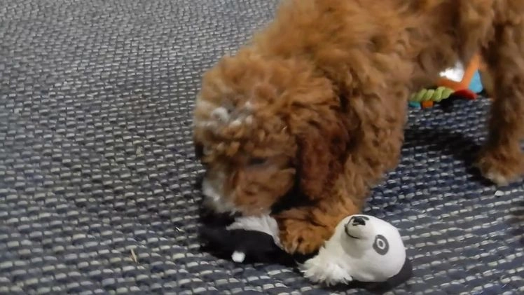 Mini Goldendoodle dogs for sale: Charlie - Video 2