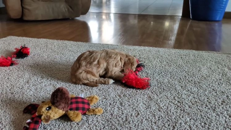 Cavapoo dogs for sale: Winston  - Video 1