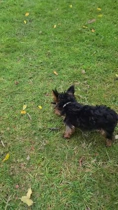 Yorkshire Terrier dogs for sale: Sofia Love - Video 1