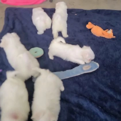 Maltese dogs for sale: Miles - Video 1