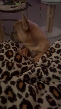 French Bulldog dogs for sale: Susan - Video 1