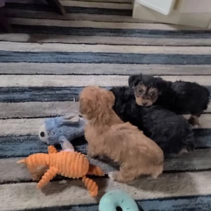 Morkie dogs for sale: Nikki - Video 1