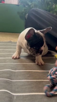 French Bulldog dogs for sale: Piper - Video 1