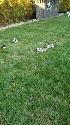 Mixed Breed dogs for sale: Sammy - Video 2