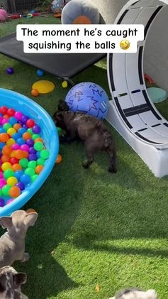 French Bulldog dogs for sale: Nacho - Video 3