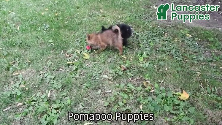 Pomapoo dogs for sale: Banjo - Video 1