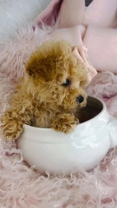 Toy Poodle dogs for sale: Teacup Poodle Puppy 1 - Video 2