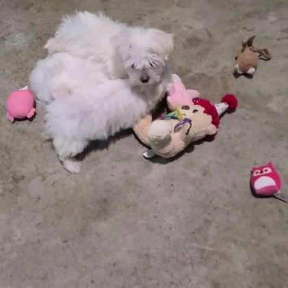 Maltese dogs for sale: Lacey - Video 1