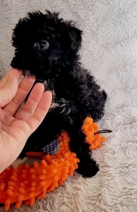 Miniature Poodle dogs for sale: Pepper  - Video 1