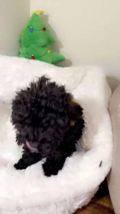 Maltipoo dogs for sale: Rex  - Video 3