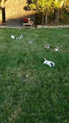 Mixed Breed dogs for sale: Sammy - Video 3