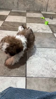 Shih Tzu dogs for sale: Cole - Video 1