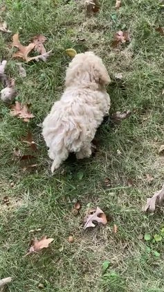 Bichpoo dogs for sale: Theo - Video 2