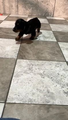 Miniature Dachshund dogs for sale: Lexi - Video 1