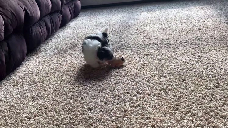 Biewer Terrier dogs for sale: Tessie - Video 1