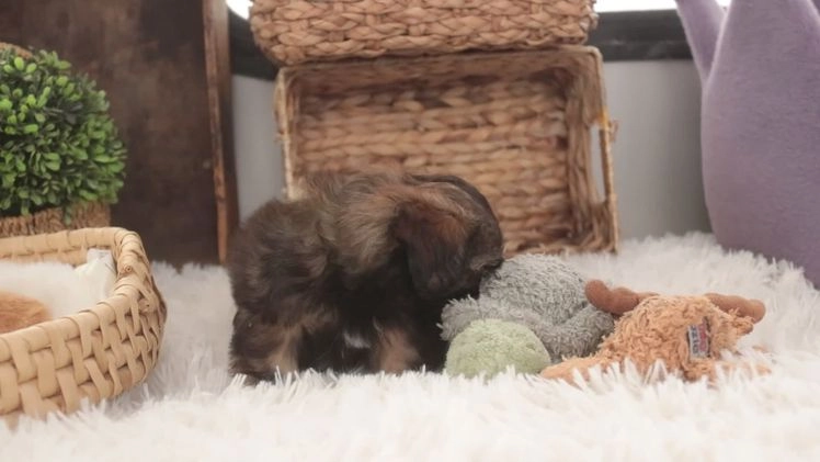 Shih Tzu dogs for sale: Pansy - Video 1