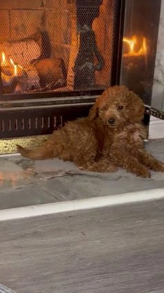 Mini Goldendoodle dogs for sale: Raven - Mini Goldendoodle  - Video 1